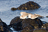 Sanderling