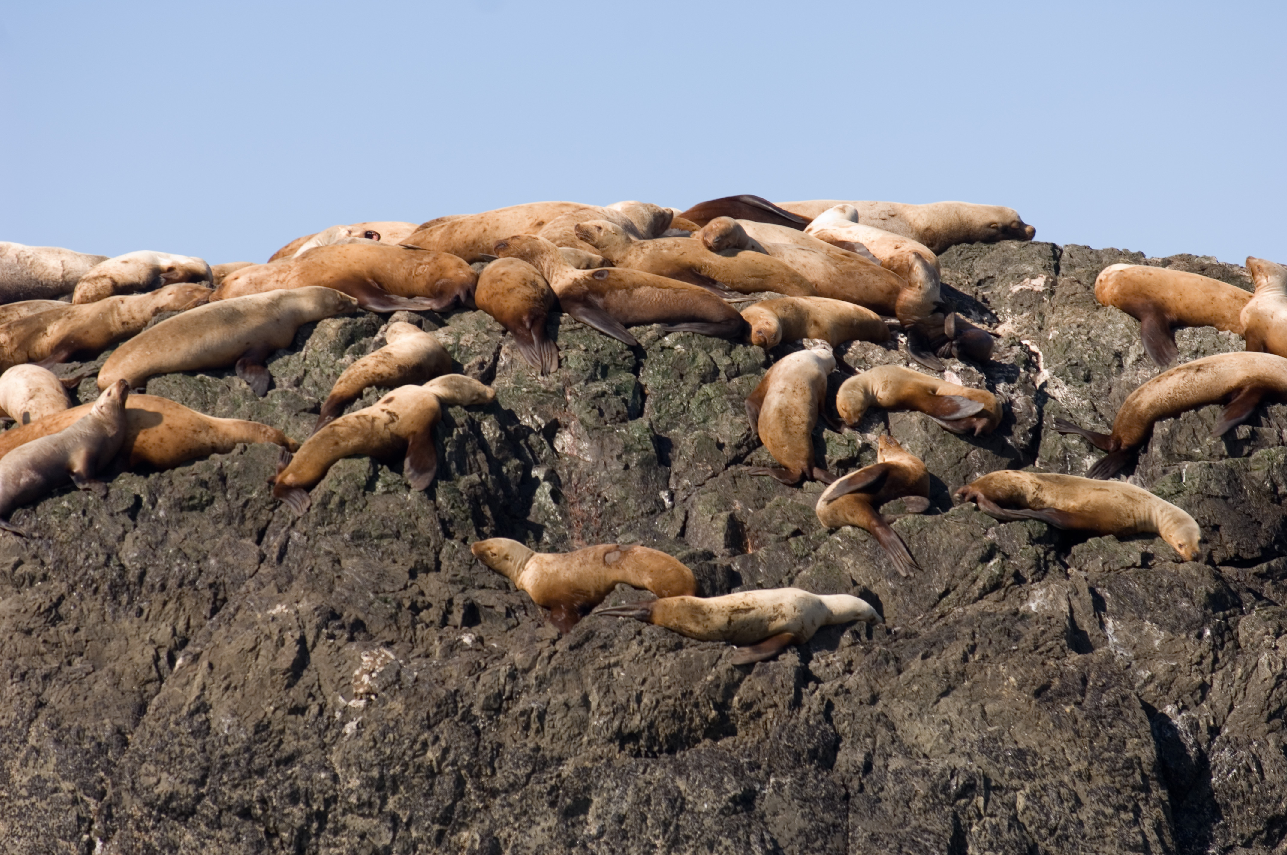 Sea Lions All Over Rock