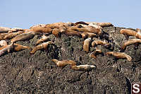 Sea Lions All Over Rock