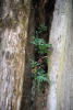 Leathery Polypody, leather-leaf fern