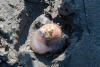 Lewis's Moon Snail