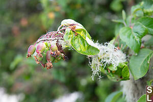 Pacific Crab Apple