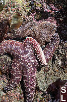 Purple Sea Stars On Rocks