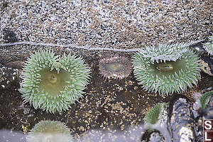 Aggregating Anemone For Scale