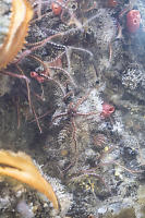 Brittle Star Out For Walk