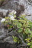 Pacific serviceberry, Saskatoon