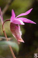 Orchid From The Side