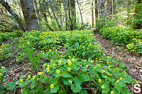 Path Through The Violets