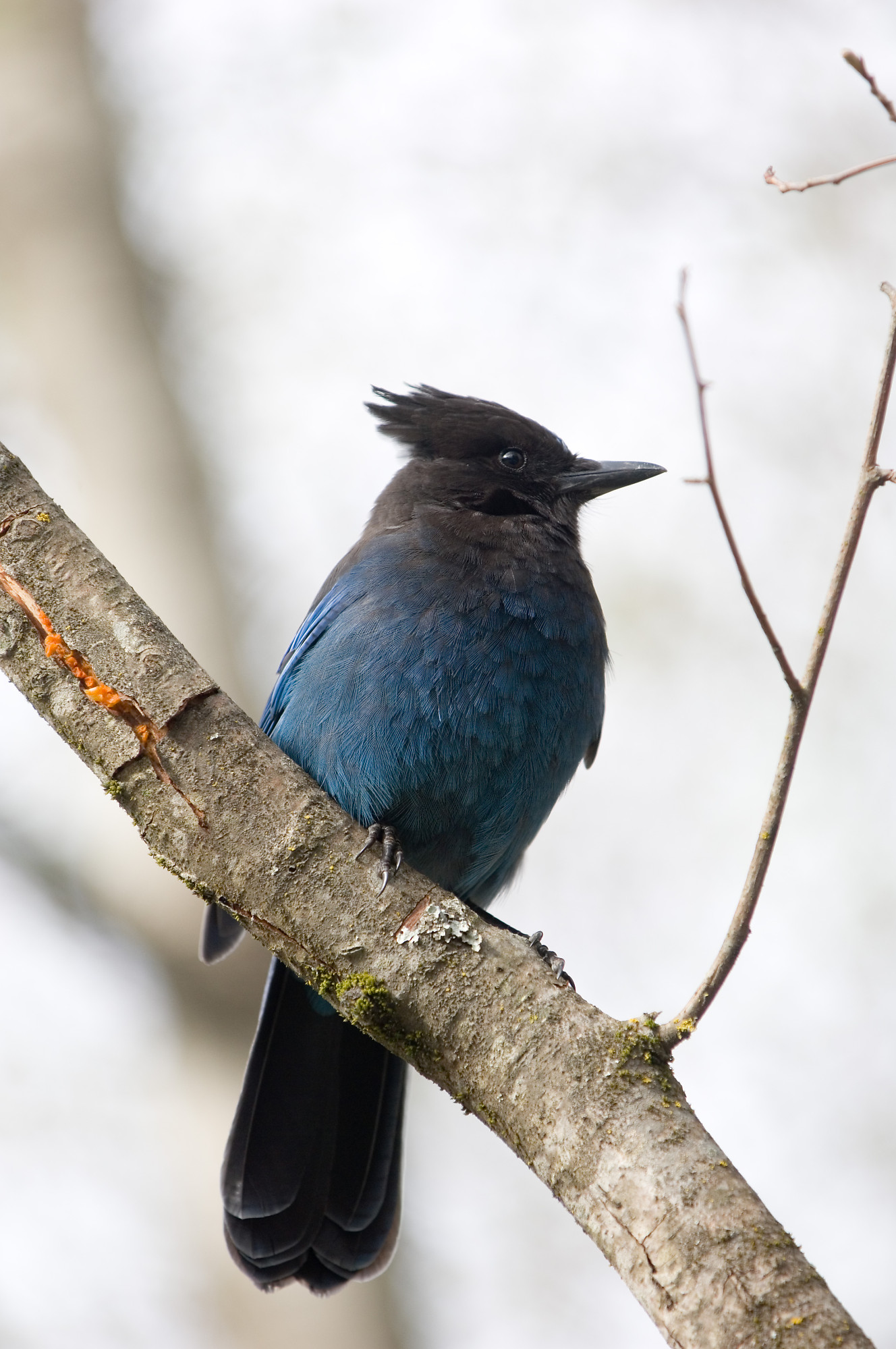 Stellers Jay On Branch