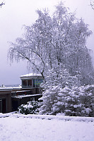 Snow on Tree at Choklit Park