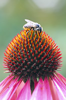 Bee On Bed