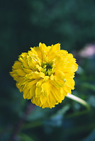 Yellow Flower