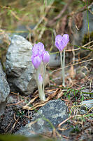 Autumn Crocus