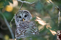 Barred Owl Looking Over Shoulder