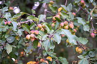Crab Apple Tree