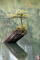 Fairy Lake Bonsai Tree From Side