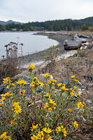 Flowers On Shore