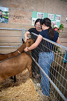 Goats Looking Attention