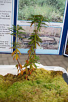 Labrador Tea In Sphagnum Moss