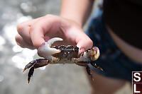 Large Purple Shore Crab