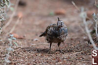 Male California Quail Molting