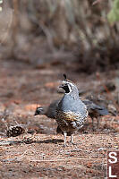 Male California Quail