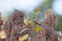 Orange Crowned Warbler With Seeds