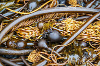 Pile Of Bull Kelp