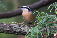 Red Breasted Nuthatch On Smallest Branch