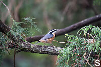 Red Breasted Nuthatch