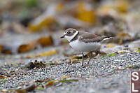 Semipalmated Plover From Side