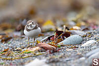 Semipalmated Plover