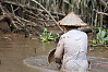 Harvesting Snails In Channel