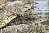 Stack Of Crocodiles