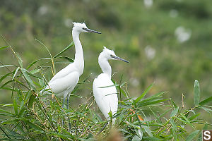 Two Birds Looking Aside