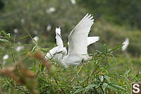 Two Birds On Tree Top