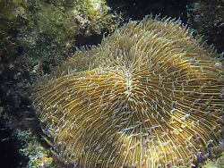 Coral With Lots Of Arms