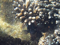 Hiding Under Coral Head