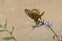 Butterfly On Daisy