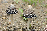 Shaggy Mane