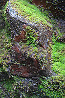 Moss On Rocks Behind Falls