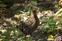 Spruce Grouse Looking At Me