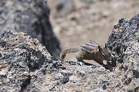 Chipmunk Climbing Rocks