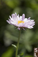 Fleabane Side On