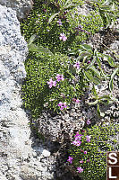 Moss Campion