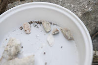 Pyrite Cubes In Tray