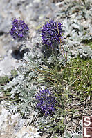 Silky Phacelia