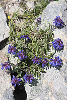 Small Flower Beardtongue