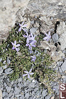 Spreading Phlox