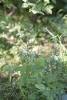 Threeleaf Foamflower